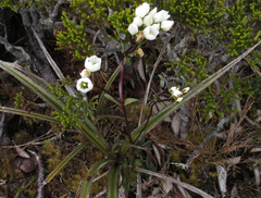 Gentianella montana montana