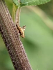 Tephritis bardanae