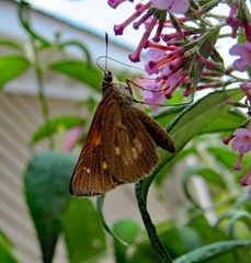 Poanes viator
