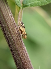 Tephritis bardanae