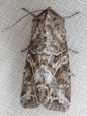 Trichordestra liquida
