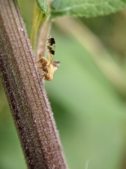 Tephritis bardanae