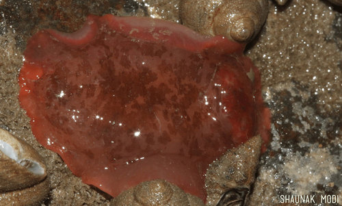 Dendrodoris fumata
