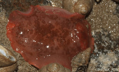 Dendrodoris fumata