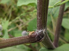 Tephritis bardanae