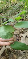 Aristolochia reticulata