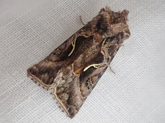 Autographa sansoni
