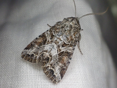 Trichordestra liquida