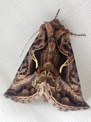Autographa sansoni