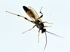 Ichneumon xanthorius