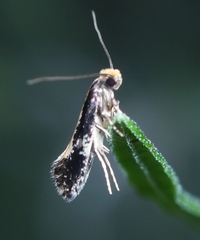 Monopis obviella