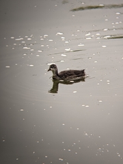 Fulica atra