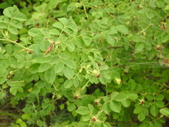 Rosa rubiginosa