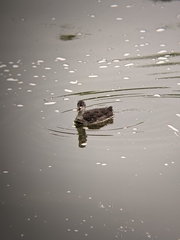 Fulica atra