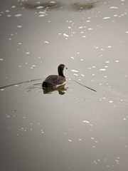 Fulica atra