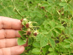 Rosa rubiginosa