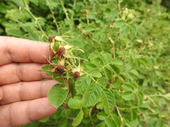 Rosa rubiginosa