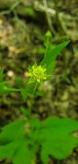 Geum virginianum