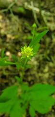 Geum virginianum
