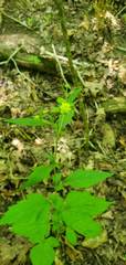 Geum virginianum