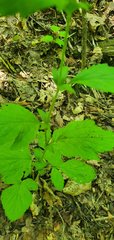 Geum virginianum