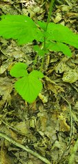 Geum virginianum