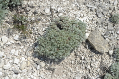 Artemisia hololeuca