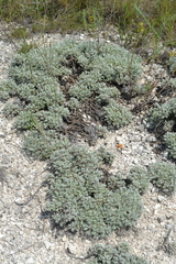 Artemisia hololeuca