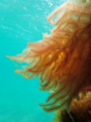 Dasya extensa