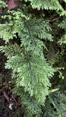 Hymenophyllum plicatum