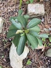 Asclepias variegata