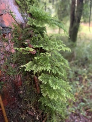 Hymenophyllum plicatum