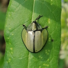 Echoma clypeata