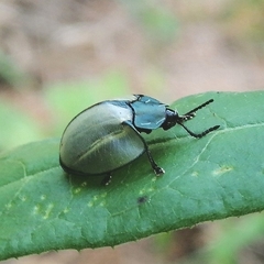 Echoma clypeata
