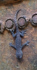 Hemidactylus frenatus