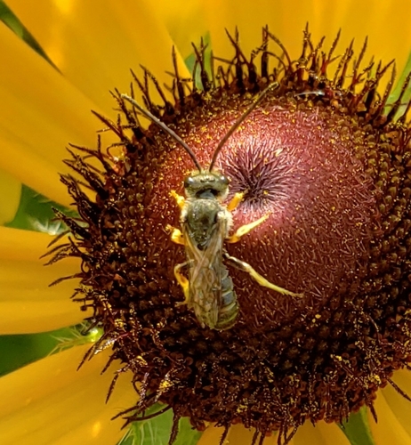 Confusing Furrow Bee photo 5