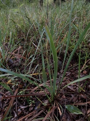 Libertia chilensis