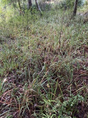 Libertia chilensis