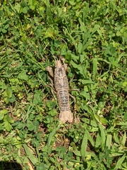 Procambarus clarkii