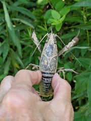 Procambarus clarkii