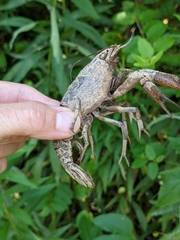 Procambarus clarkii