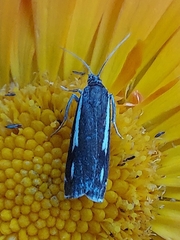 Crambus heringiellus
