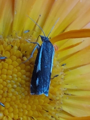 Crambus heringiellus