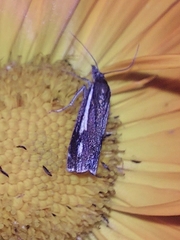 Crambus heringiellus