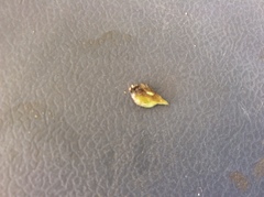 Aphis spiraecola