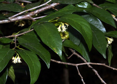 Alangium villosum