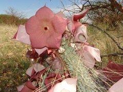 Ceropegia currorii image