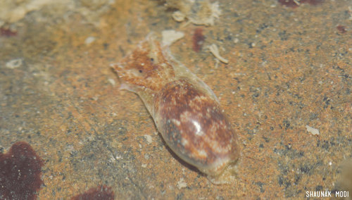 Haloa pemphis