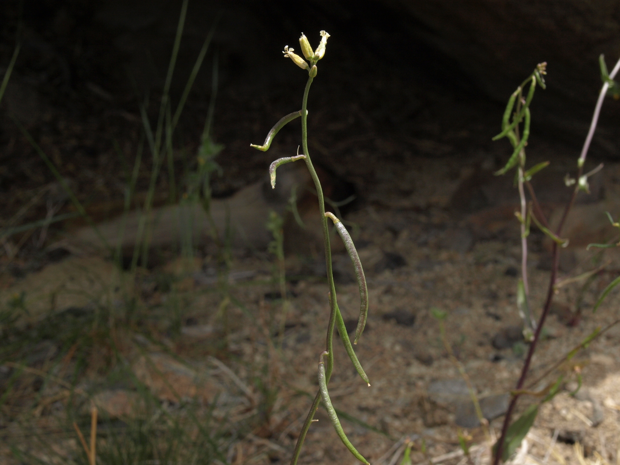 Caulanthus cooperi