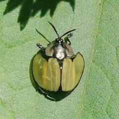 Echoma clypeata
